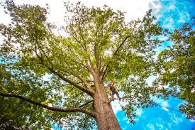 Best Utility Line Clearance  in Braselton, GA