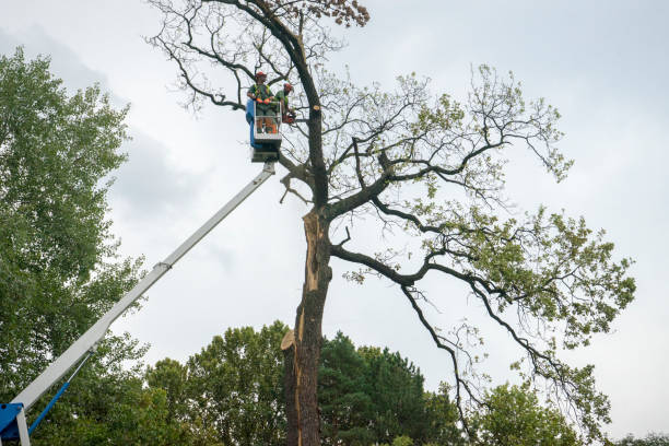 How Our Tree Care Process Works  in  Braselton, GA